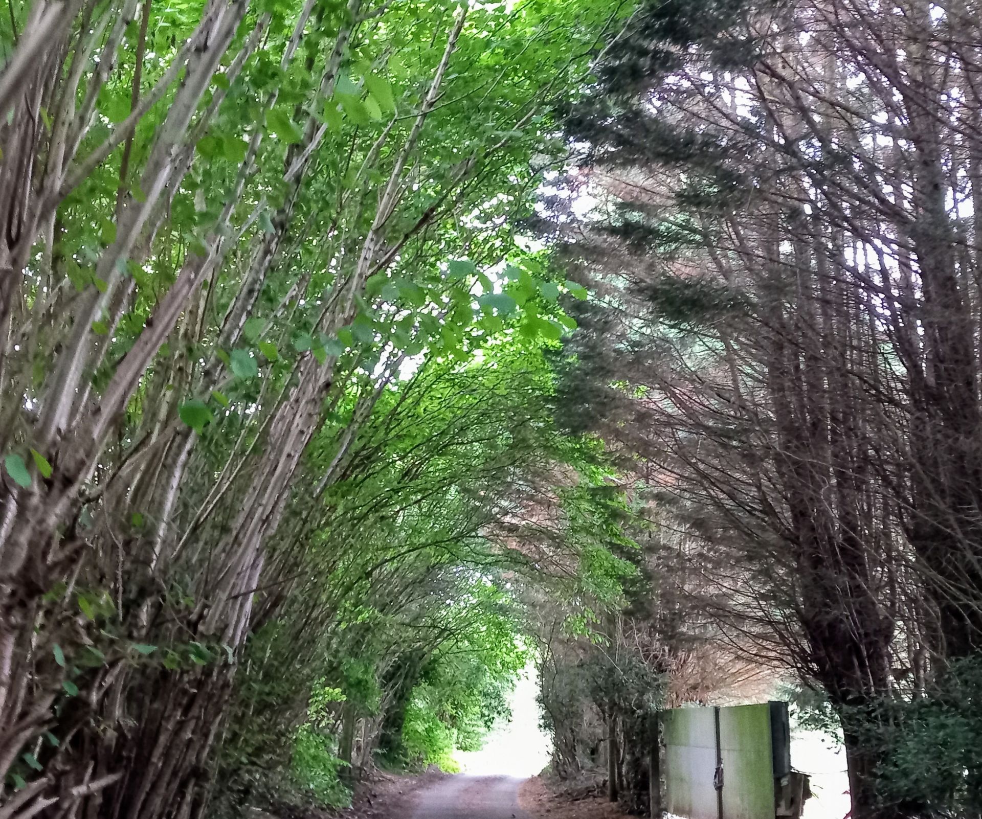 Heading through trees